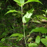 Himalayan Knotweed